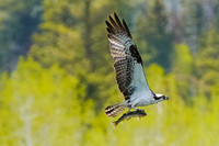 Osprey