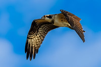 Osprey