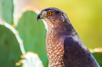 Sharp-shinned Hawk