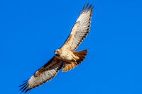 Red-tailed Hawk