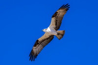 Osprey