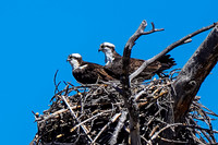 Osprey