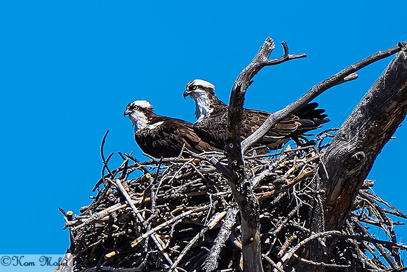 Osprey