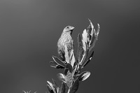 House Finch