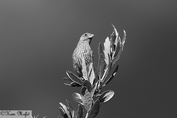 House Finch