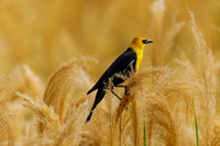 Yellow-headed Blackbird