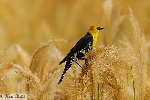Yellow-headed Blackbird