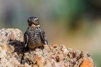 Common Nighthawk