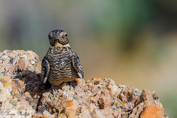 Common Nighthawk