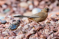 Abert's Towhee and Fledgling
