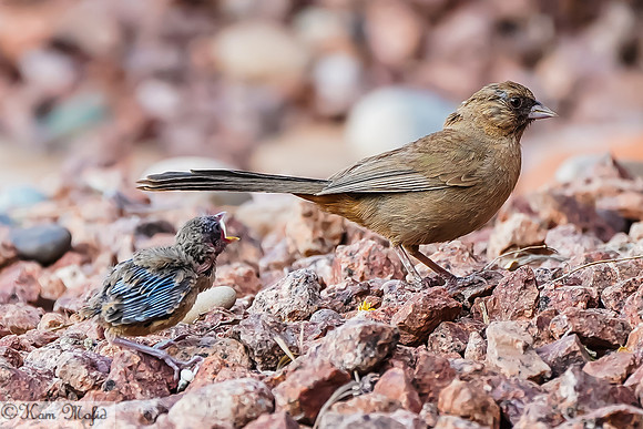 Abert's Towhee and Fledgling