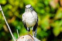 Northern Mockingbird