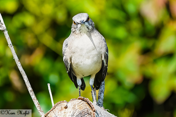 Northern Mockingbird