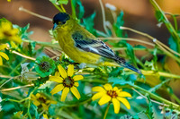 Lesser Goldfinch