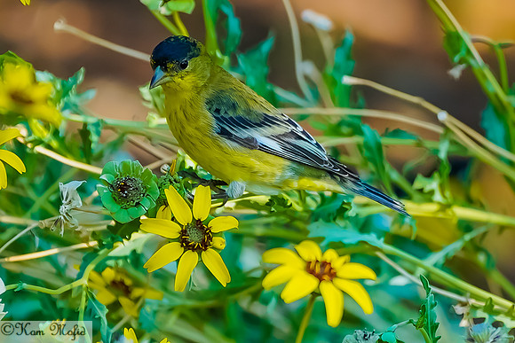 Lesser Goldfinch