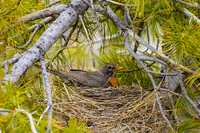 American Robin