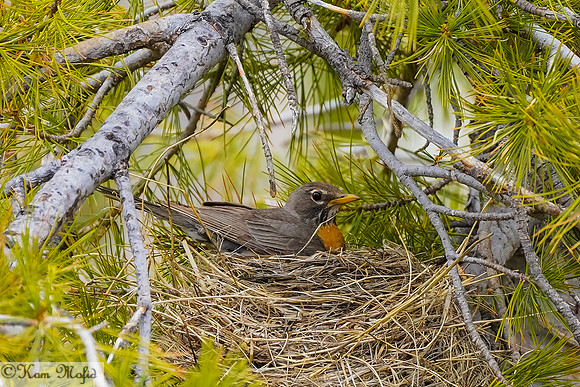 American Robin