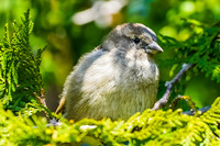 House Sparrow (Juvenile)