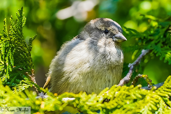House Sparrow (Juvenile)