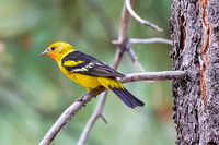 Perching Birds
