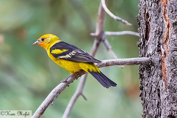 Western Tanager