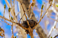 Bird Nest