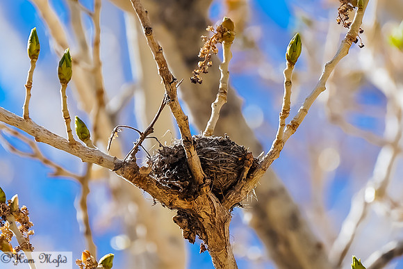 Bird Nest