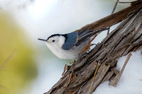 White-breasted Nuthatch