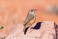 Rock Wren