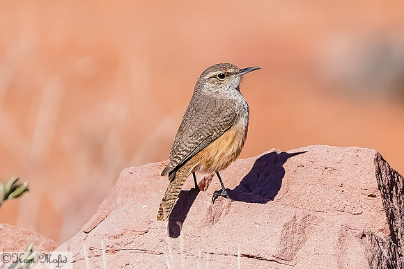 Rock Wren