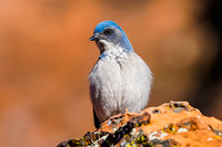Western Scrub-Jay