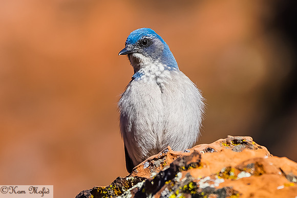 Western Scrub-Jay