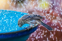 House Finch
