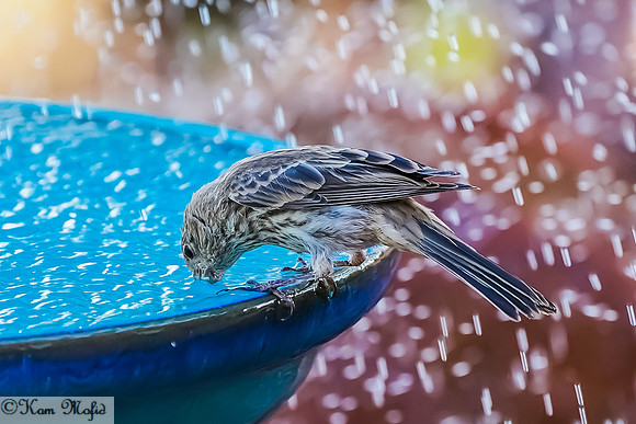 House Finch