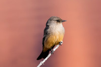 Say's Phoebe