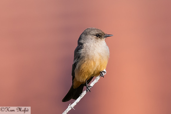 Say's Phoebe