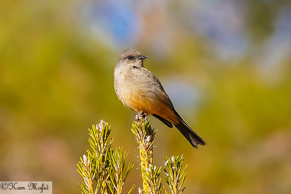 Say's Phoebe