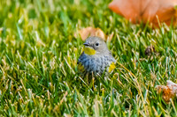 Yellow-rumped Warbler (Audubon's)