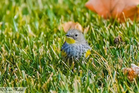 Yellow-rumped Warbler (Audubon's)