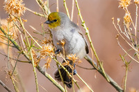 Verdin
