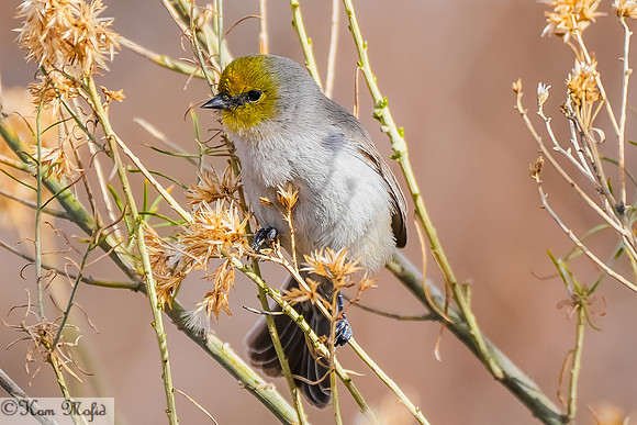 Verdin