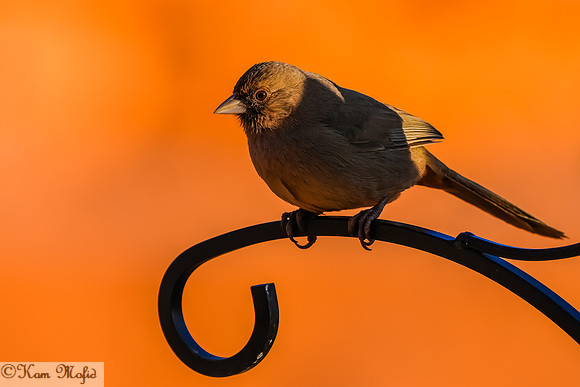 Abert's Towhee