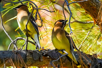 Cedar Waxwing