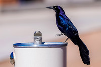 Great-tailed Grackle