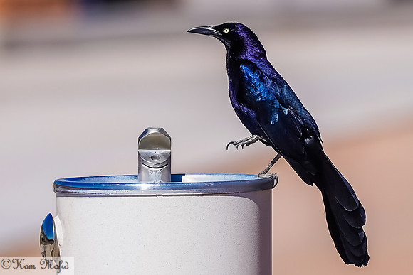 Great-tailed Grackle