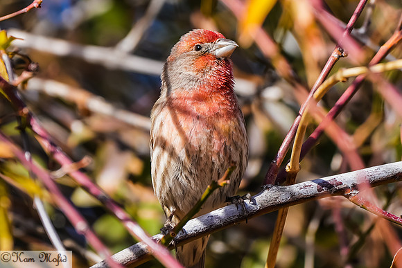 House Finch