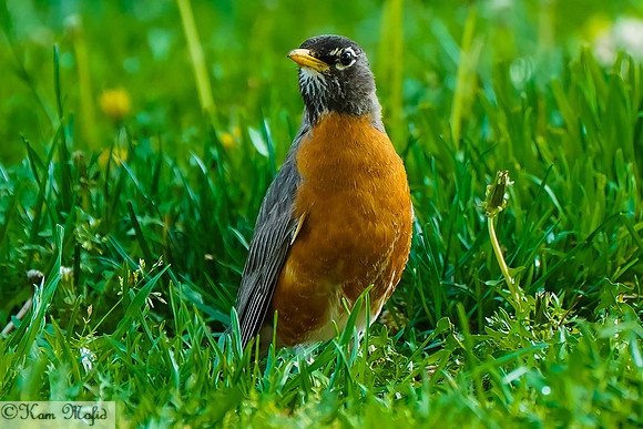 American Robin