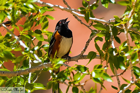Spotted Towhee