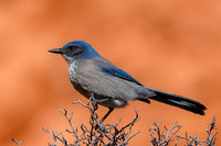 Western Scrub-Jay