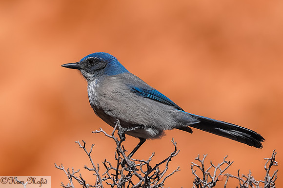 Western Scrub-Jay